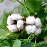 Cotton
