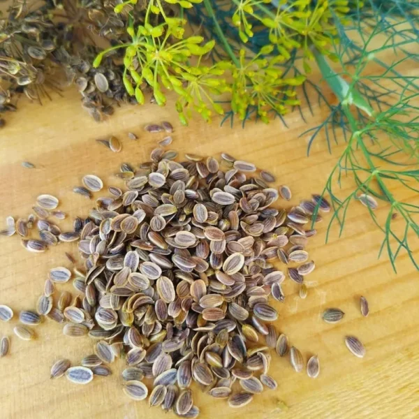 Dill Seeds