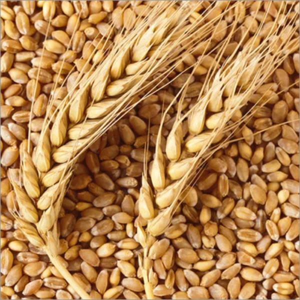 Wheat